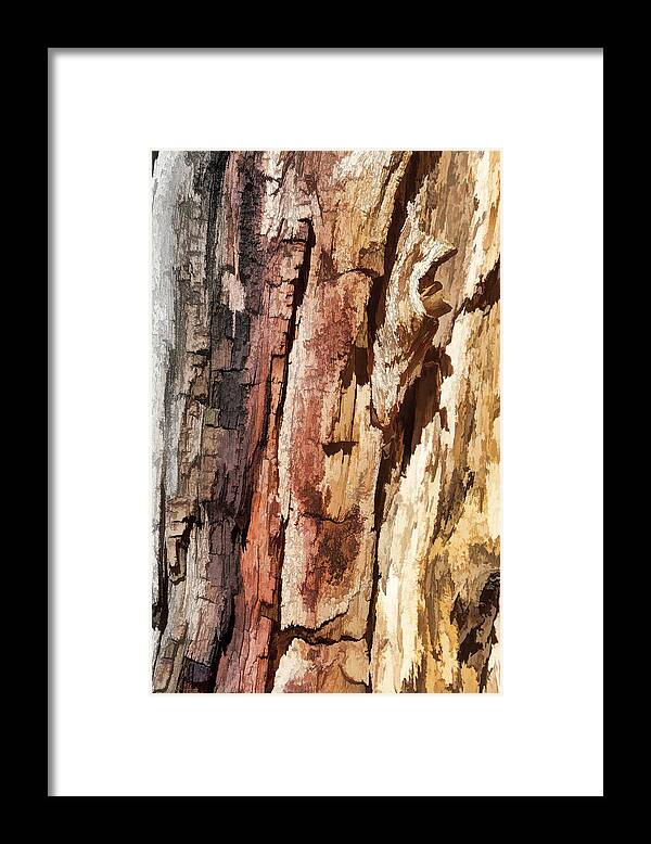 Tree Framed Print featuring the photograph Wood Tones by Jerry Nettik