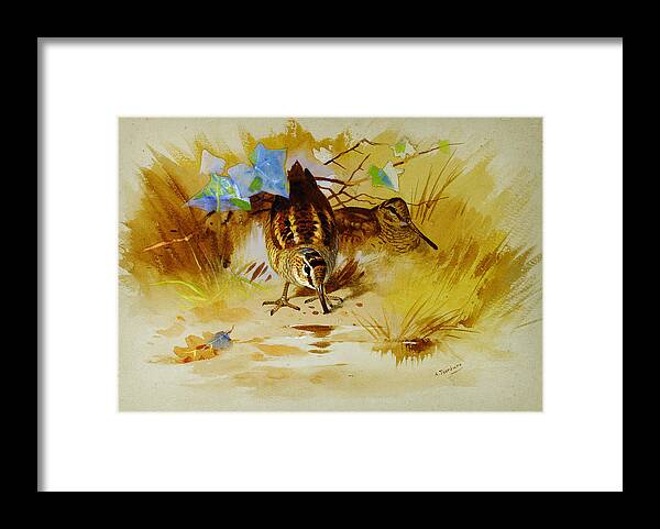 Archibald Thorburn Framed Print featuring the painting Woodcock in a sandy hollow by Celestial Images