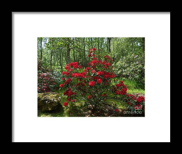 Trees Framed Print featuring the photograph Red Azalea by Phil Banks