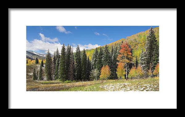 Woods Framed Print featuring the photograph Woodland Scenery by Tim Reaves