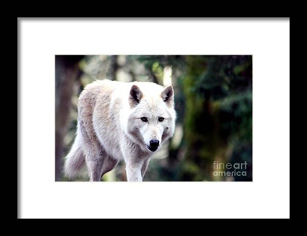 Wolf Framed Print featuring the photograph Woodland White Wolf 2 by Nick Gustafson