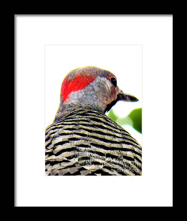 Woodpecker Framed Print featuring the photograph Woodpecker with a Red Heart by Judy Via-Wolff