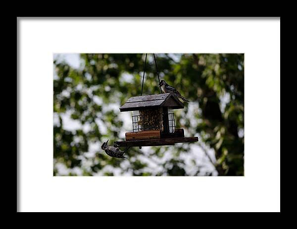 Woodpecker Framed Print featuring the photograph Woodpeckers at Dinner by Jim Shackett