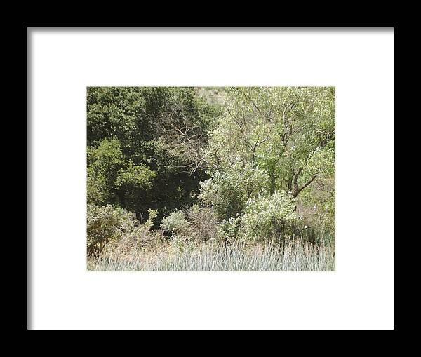 Woods Framed Print featuring the photograph Woods by the lake by Hiroko Sakai
