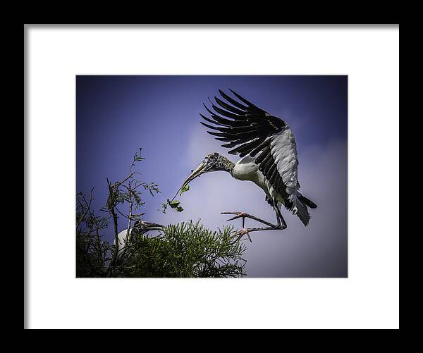 Rookery Framed Print featuring the photograph Woodstork Delicate Landing by Donald Brown
