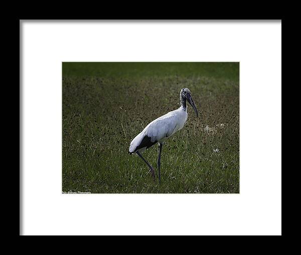 Bird Framed Print featuring the photograph Woodstork In Field by Fran Gallogly