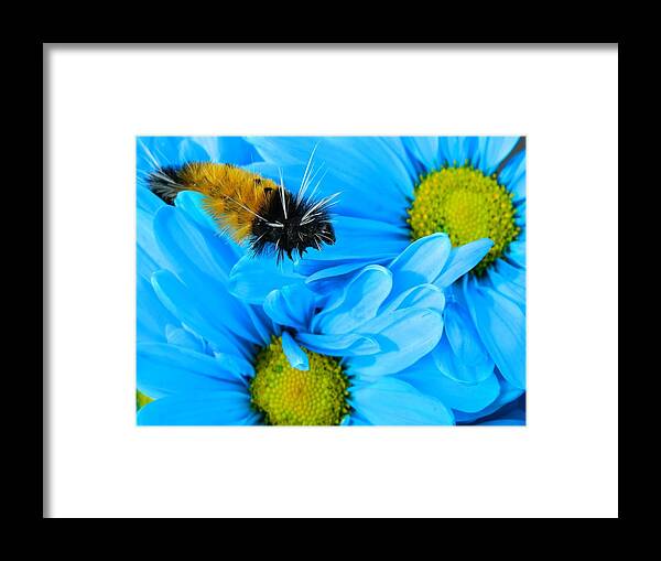 Oregon Framed Print featuring the photograph Woolly Bear on Blue Daisies by Gallery Of Hope 