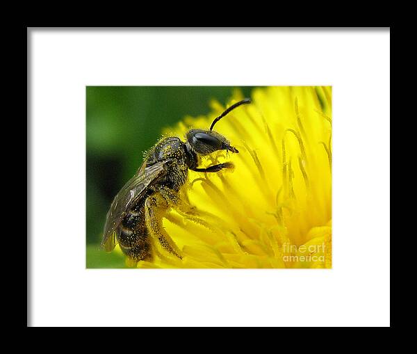 Animals Framed Print featuring the photograph Worker by Alexa Szlavics