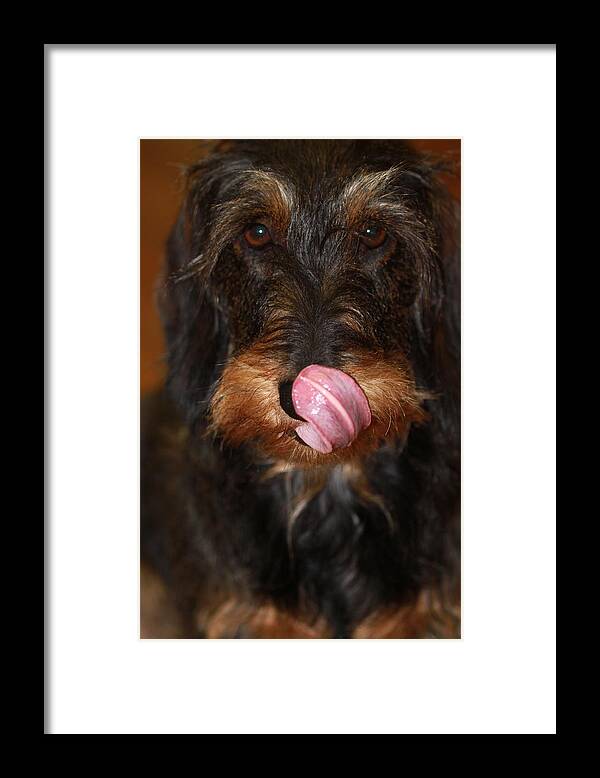Wire Haired Dachshund Framed Print featuring the photograph Working Dog Wirehaired Dachshund by Andrea Lazar