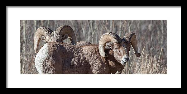 Big Horn Sheep Framed Print featuring the photograph Working Together by Kevin Dietrich