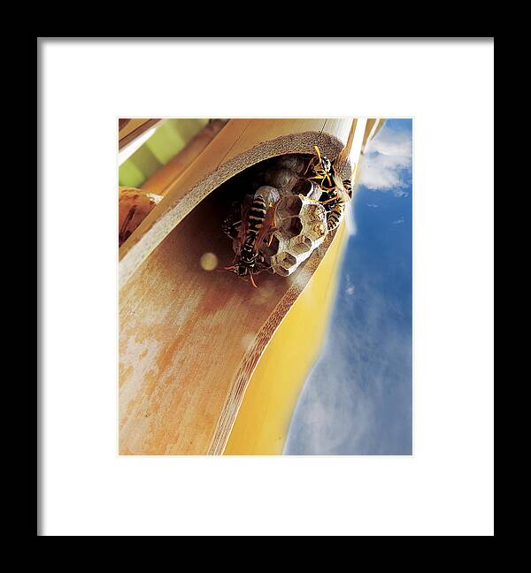 Wasp Framed Print featuring the photograph Working Wasps by ShaddowCat Arts - Sherry