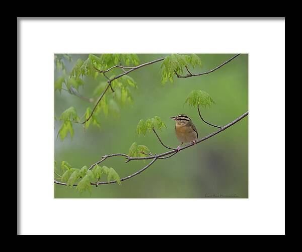 Worm Eating Warbler Framed Print featuring the photograph Worm Eating Warbler by Daniel Behm