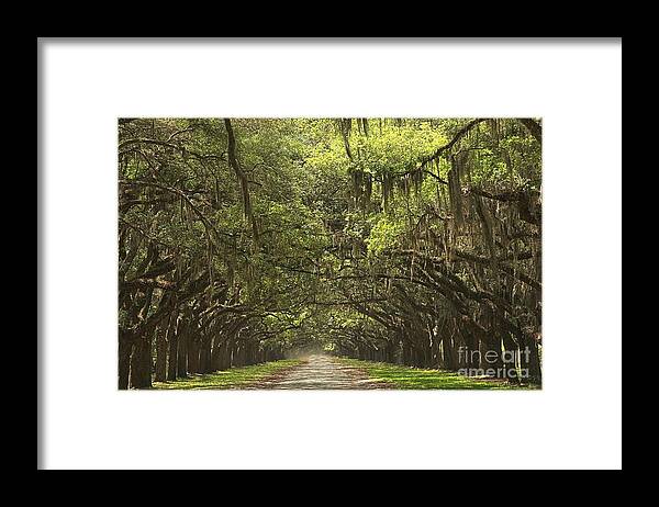 Avenue Of The Oaks Framed Print featuring the photograph Wormsloe Avenue Of The Oaks by Adam Jewell