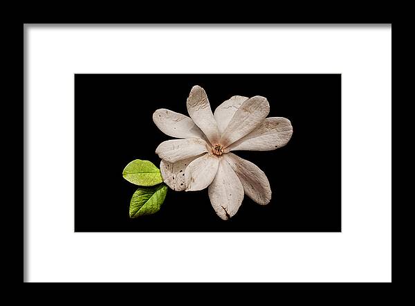 Wounded White Magnolia Framed Print featuring the photograph Wounded White Magnolia Wide Version by Weston Westmoreland