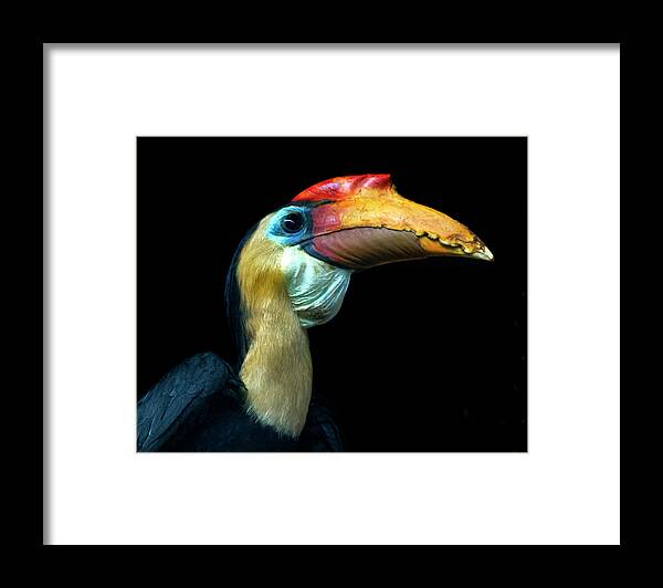 Animal Themes Framed Print featuring the photograph Wrinled Hornbill by Photo By Steve Wilson