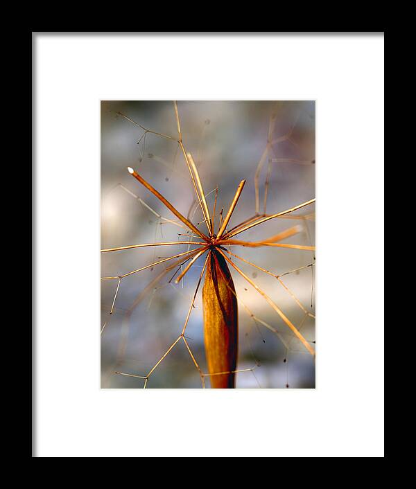 Flora Framed Print featuring the photograph Wth? by Joe Schofield