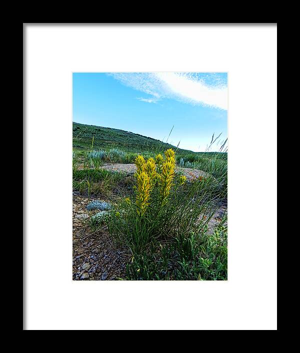 Wildflowers Framed Print featuring the photograph Wyoming Wildflowers Indian Paintflowers by Cathy Anderson