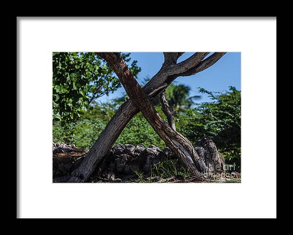 Trees Framed Print featuring the photograph X Marks The Spot by Judy Wolinsky