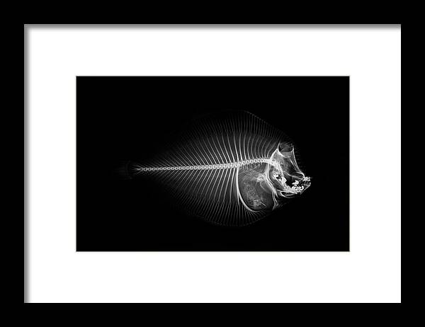 Animal Themes Framed Print featuring the photograph X-ray Of A Flounder Fish Against Black by Mike Hill