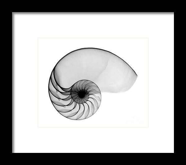 Radiograph Framed Print featuring the photograph X-ray Of Nautilus by Bert Myers