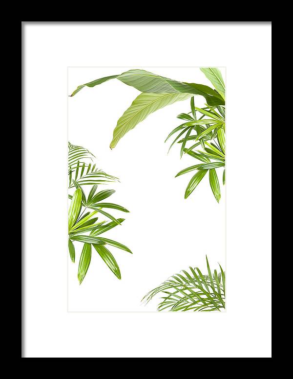 Tropical Tree Framed Print featuring the photograph XXL Tropical plant frame by Fluxfoto