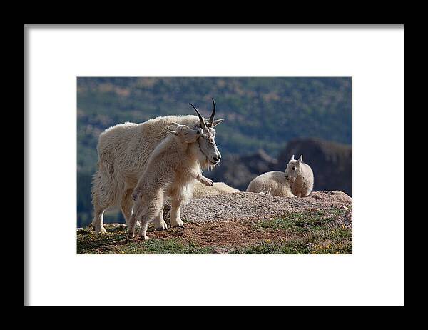Mountain Goats; Posing; Group Photo; Baby Goat; Nature; Colorado; Crowd; Baby Goat; Mountain Goat Baby; Happy; Joy; Nature; Brothers Framed Print featuring the photograph XX's and OO's by Jim Garrison