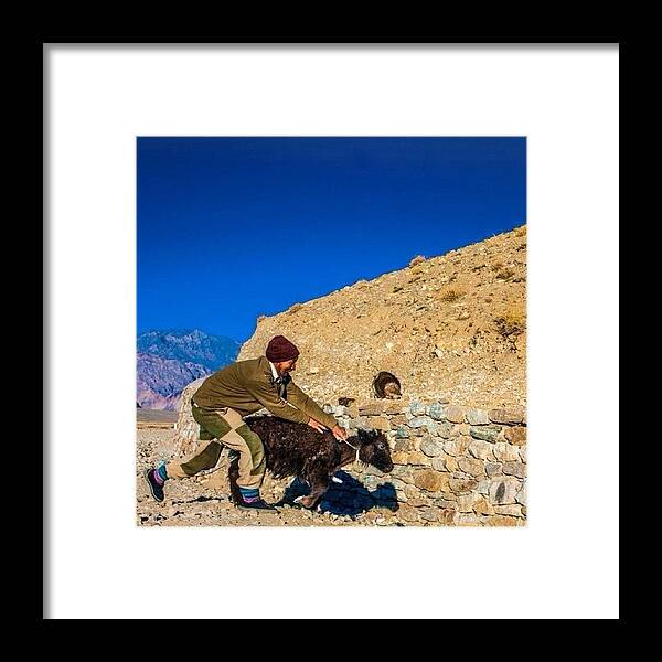 Beautiful Framed Print featuring the photograph Yak Wrangling In Zanskar by Aleck Cartwright