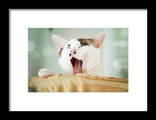 Pets Framed Print featuring the photograph Yawning Cat by Yurif