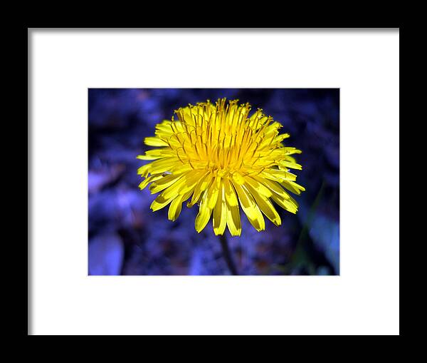 Flower Framed Print featuring the photograph Yellow 2 by Eric Forster