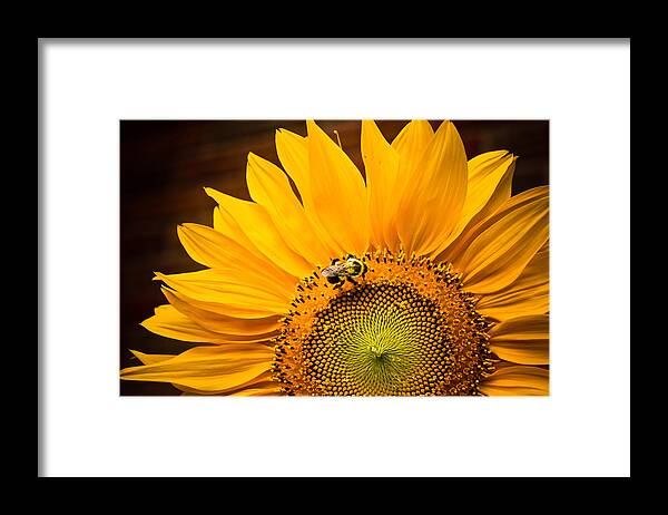Sunflower Framed Print featuring the photograph Yellow and Black by Sara Frank