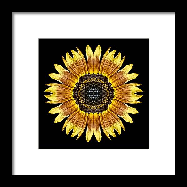 Flower Framed Print featuring the photograph Yellow and Brown Sunflower Flower Mandala by David J Bookbinder