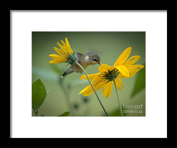 Ruby-throated Hummingbird Framed Print featuring the photograph Yellow and Green by Cheryl Baxter