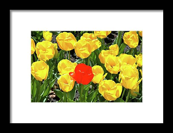 Tulips Framed Print featuring the photograph Yellow and One Red Tulip by Ed Riche