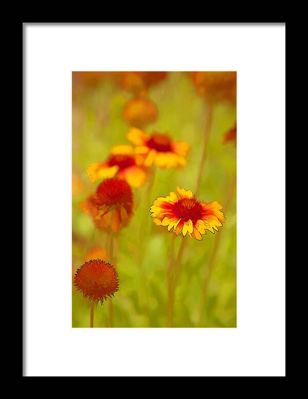 Flower Framed Print featuring the photograph Indian Blanket Coneflower by Jerry Nettik