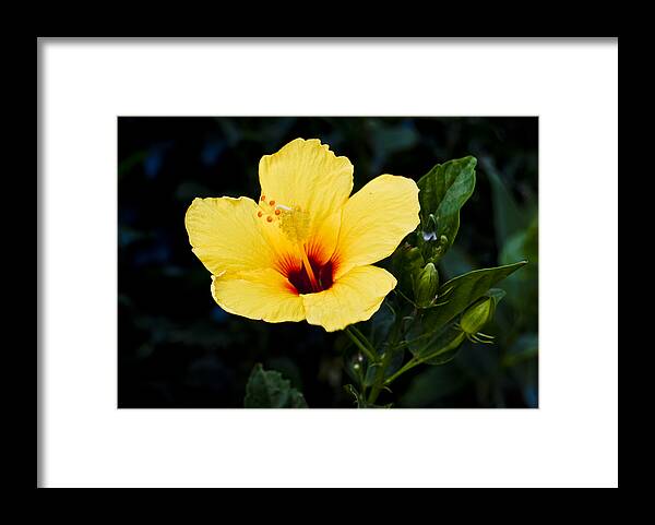 Botanic Framed Print featuring the photograph Yellow and Red Hibiscus by Christi Kraft