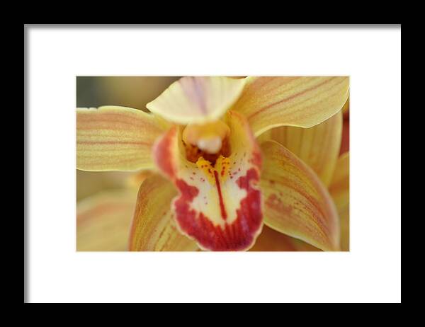 Orchid Framed Print featuring the photograph Yellow and Red Orchid by Sue Morris