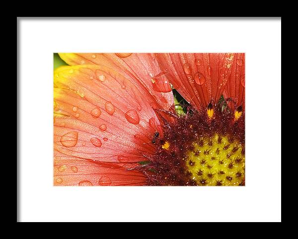 Flowers Framed Print featuring the photograph Yellow and red with ant by Robert Culver