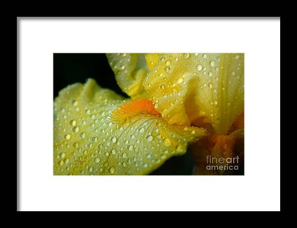 Yellow Beard Framed Print featuring the photograph Yellow Beard by Patrick Witz
