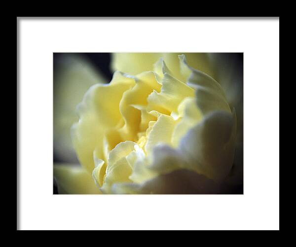 Wall Art Framed Print featuring the photograph Yellow Beauty by Ron Roberts
