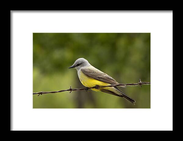 Yellow Framed Print featuring the photograph Yellow-Bellied Fence-Sitter by Gary Holmes