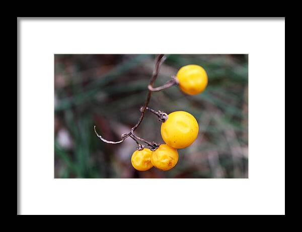 Yellow Framed Print featuring the photograph Yellow Berries From the Early Winter Prairie Series by Verana Stark