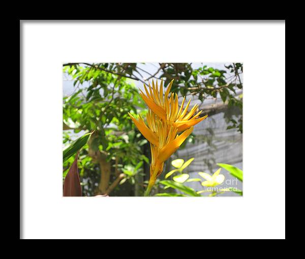 Yellow Bird Of Paradise Framed Print featuring the photograph Yellow Bird of Paradise by HEVi FineArt
