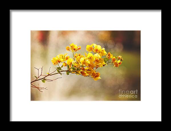 Flowers Framed Print featuring the photograph Yellow Bougainvillea by Sally Simon
