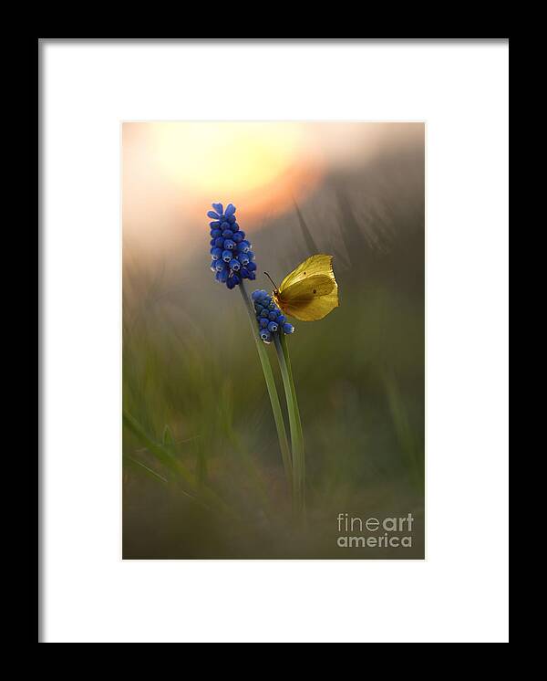 Yellow Framed Print featuring the photograph Yellow butterfly on grape hyacinths by Jaroslaw Blaminsky