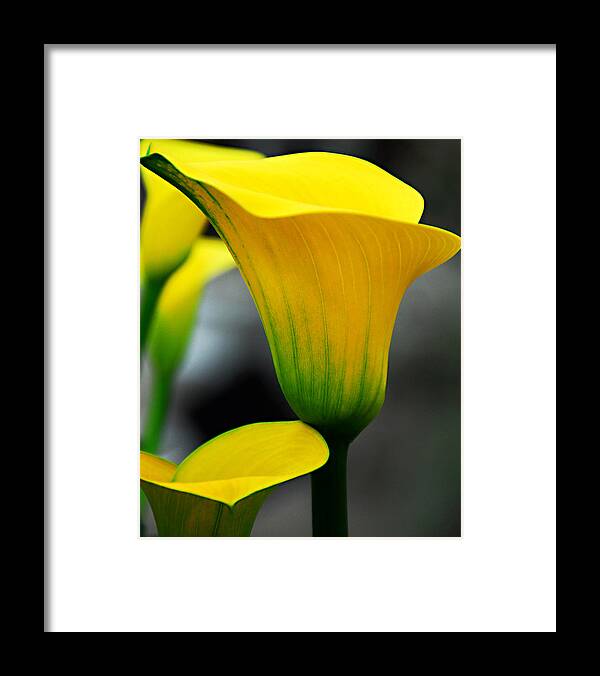 Calla Lily Framed Print featuring the photograph Yellow Calla Lily by JoAnn Lense