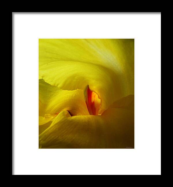 Abstract Framed Print featuring the photograph Yellow Canna Cavern by Deborah Smith