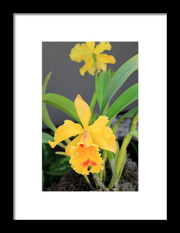 Orchid Framed Print featuring the photograph Yellow Cattleya Orchid by Rosalie Scanlon