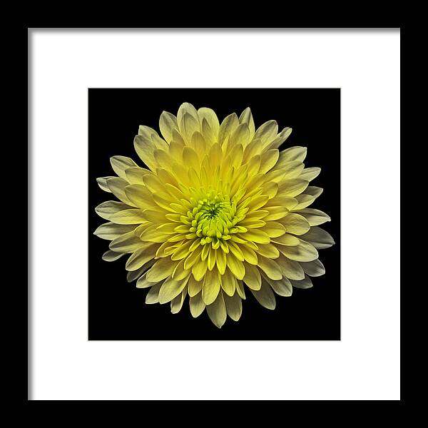 Flowers Framed Print featuring the photograph Yellow Chrysanthemum III Still Life Flower Art Poster by Lily Malor