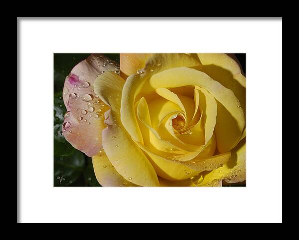 Rose Framed Print featuring the photograph Yellow Crisp by Arthur Fix