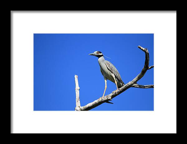 Nature Framed Print featuring the photograph Yellow-Crowned Night Heron by Doug McPherson